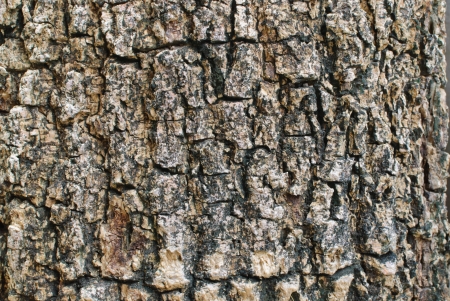 Bark background texture pattern の写真素材
