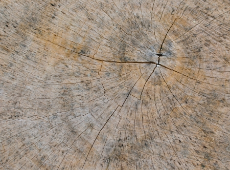Wooden texture top view of a tree stump の写真素材