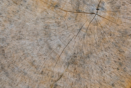 Wooden texture top view of a tree stump の写真素材