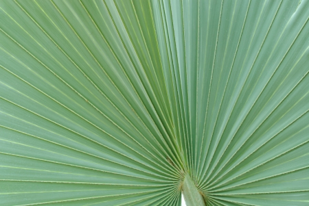 Green Palm leaves backgroud texture の写真素材