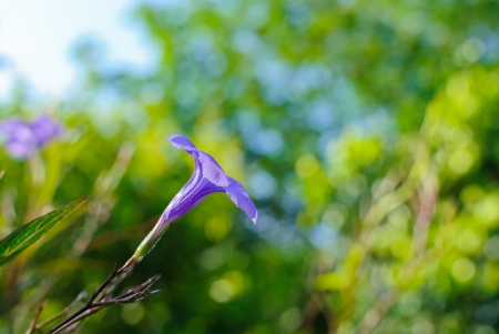 Ruellia tuberosa flower on lens flare backgroud の写真素材