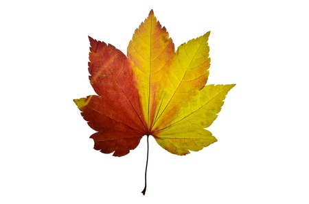 Press red and yellow leaf from maple treeの写真素材