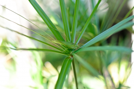 Grasshopper is a list of the grass