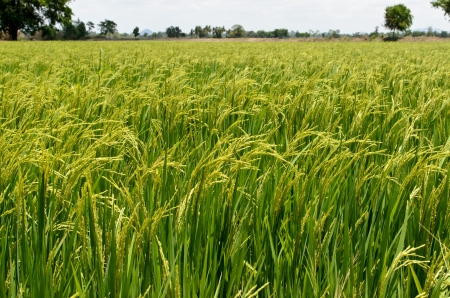 Rice field in Thailand close up の写真素材