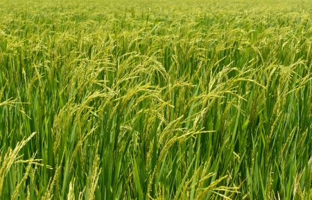 Rice field in Thailand close up の写真素材