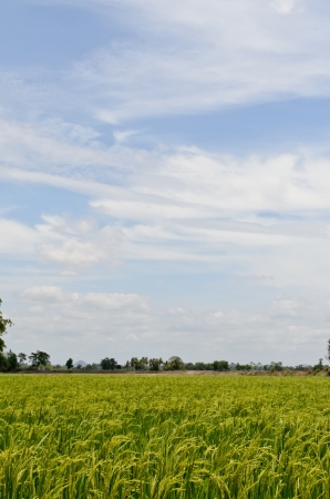 Landscape of rice field in Thailandの写真素材