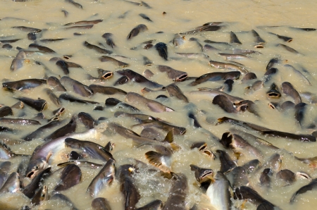 Big group Iridescent shark Fishの写真素材