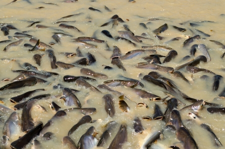 Big group Iridescent shark Fishの写真素材