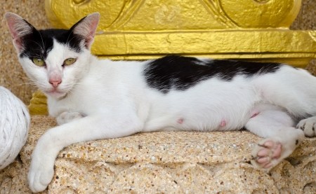 Thai cat with yellow eyes の写真素材