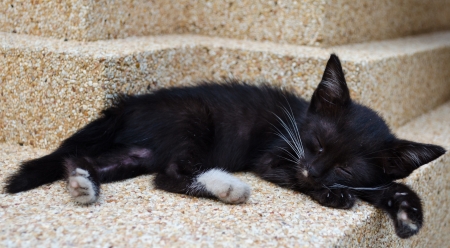 Thai cat sleepyの写真素材