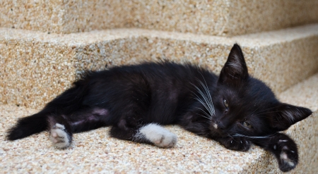 Thai cat sleepyの写真素材