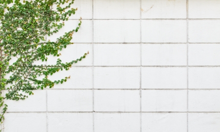 White wall with a climbing plantの写真素材