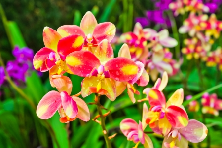 Orchid flowers may use  for backgroudの写真素材