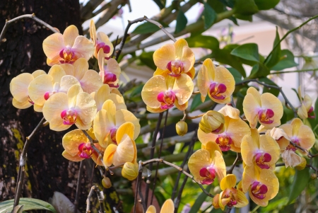 Orchid flowers may use  for backgroudの写真素材