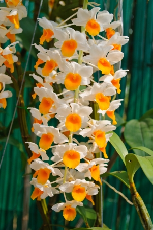 Orchid flowers may use  for backgroudの写真素材
