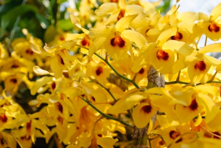 Orchid flowers may use  for backgroudの写真素材