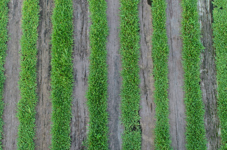 Wooden walkway on the lawnの写真素材