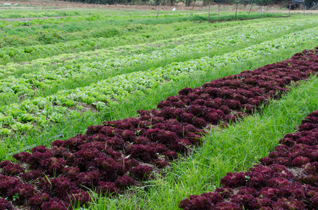 Lettuce farm at wangnumkeaw thailandの写真素材