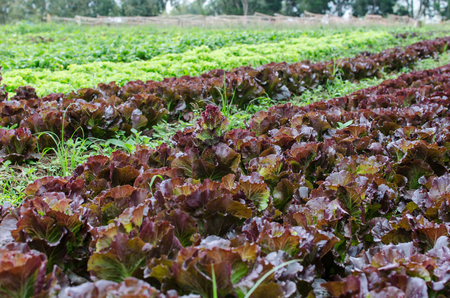 Lettuce farm at wangnumkeaw thailandの写真素材