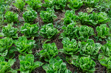 Lettuce farm at wangnumkeaw thailandの写真素材