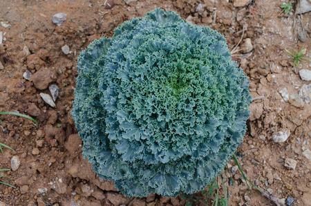 Fancy Colored Cabbage  in fieldの写真素材