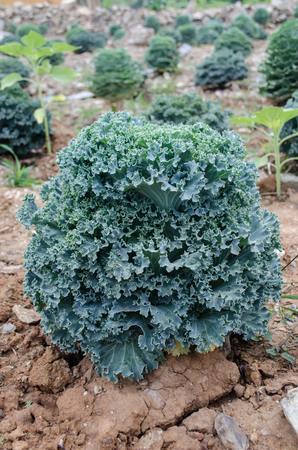 Fancy Colored Cabbage  in fieldの写真素材