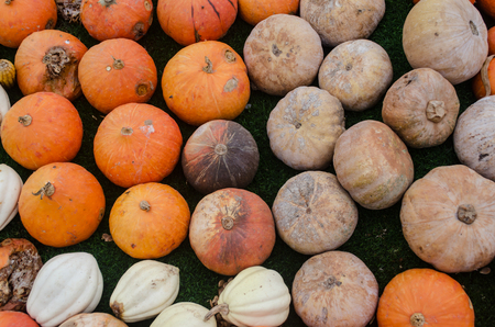Pumpkin rot on the lawnの写真素材