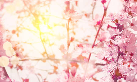 Pink blooming tree. Beautiful spring nature scene. Spring backgroundの写真素材