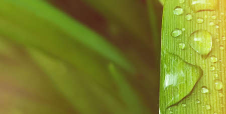 Raindrops on the grass, defocused background, copy space