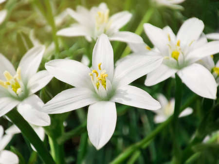 Spring flowers background.Beautiful white flowers.の写真素材