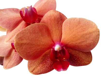 Orchid flower on white background stock photoの写真素材