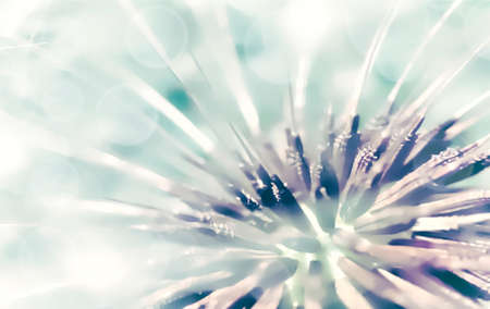 Dandelion background. Defocused light background.の写真素材