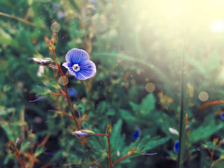 Nature background. Blue flowers in the sunの写真素材