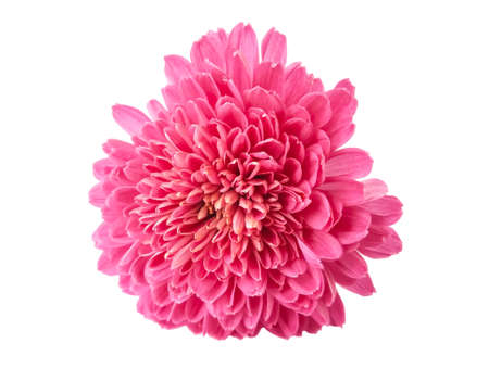 Beautiful Pink chrysanthemum flower isolated on white backgroundの写真素材