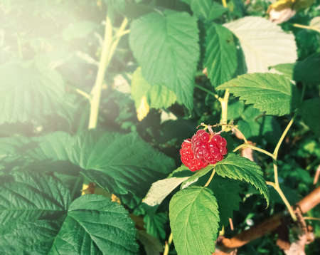 Ripe red raspberries on a branch with green leavesの写真素材