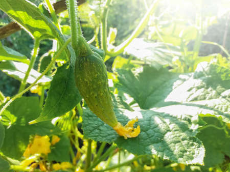 Cucumber harvest in the garden stock photoの写真素材