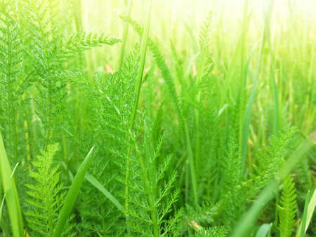 Green grass. Summer or spring backgroundの写真素材