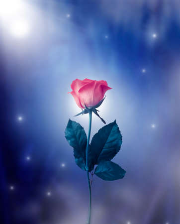 Pink rose in the night gardenの写真素材