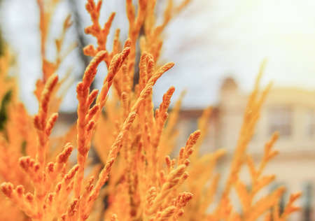 Beautiful autumn landscape with yellow trees and sun.の写真素材