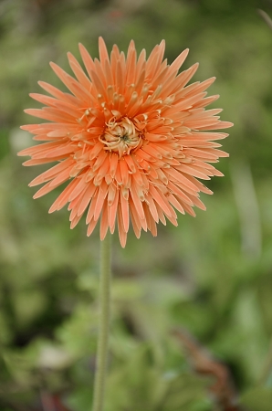 Orange gerbera daisy flower の写真素材