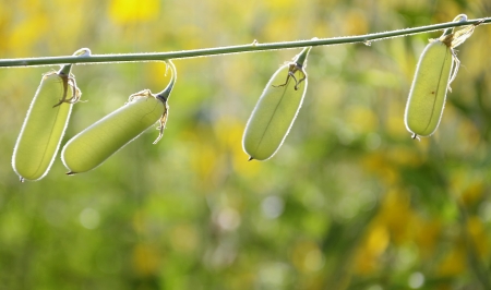 Pod of Sunhemp の写真素材