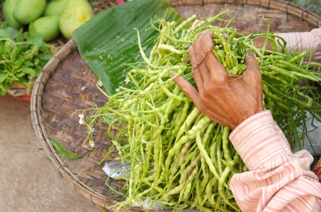 she prepares vegetable fern for sell の写真素材