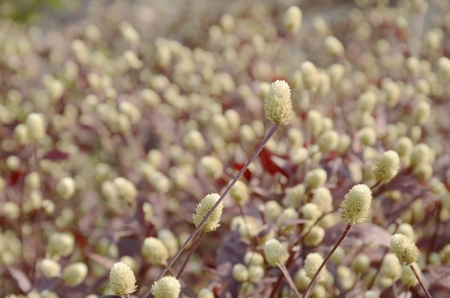 stem of  flower.の写真素材