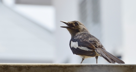 Oriental Magpie Robin female の写真素材