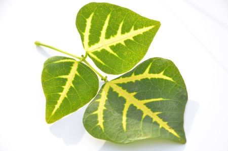 leaf