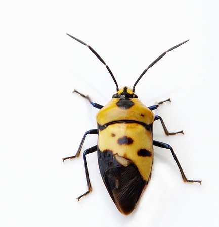 stink bug