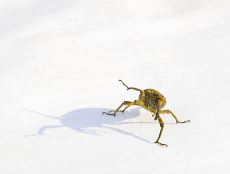 Weevil action  on white backgroundの写真素材