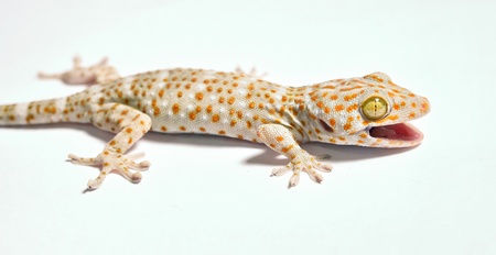 gecko open mouth の写真素材