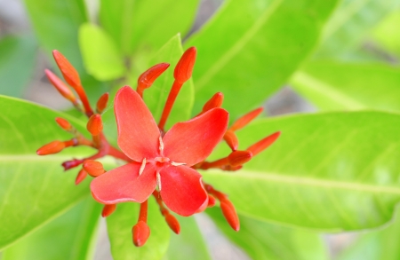 red ixoraの写真素材