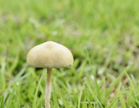 mushroom on the field grassの写真素材